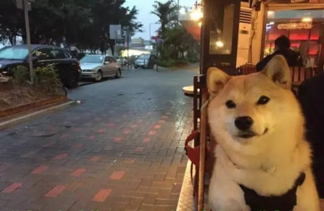 七夕1上单身狗的有趣时刻