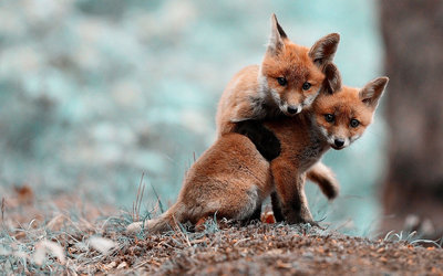 学习12种动物的精神