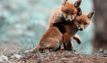 学习12种动物的精神