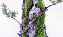 悬崖上的树读后感