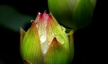 经典语录：人心本无染，心静自然清