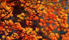 秋天枫叶的作文