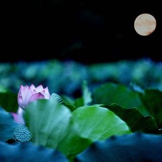 看完朱自清的荷塘月色