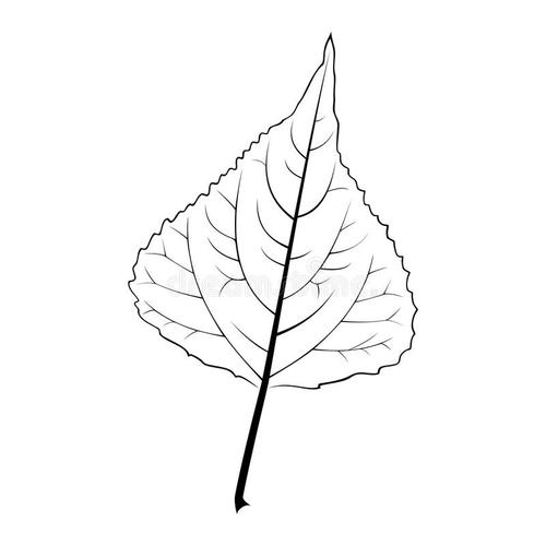 赞扬杨树的成分