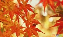 秋天的果园作文400字