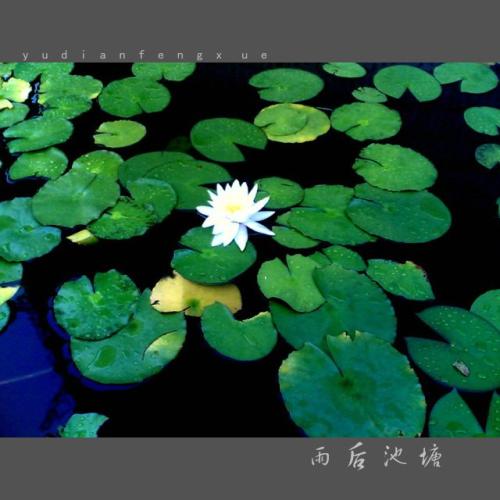 雨后的池塘组成