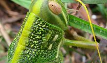 草丛中的发现作文