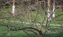 梅花后记读后感