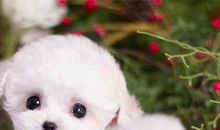 茶杯犬作文400字