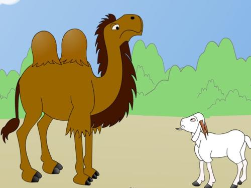 骆驼和羊