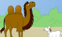 骆驼和羊读后感