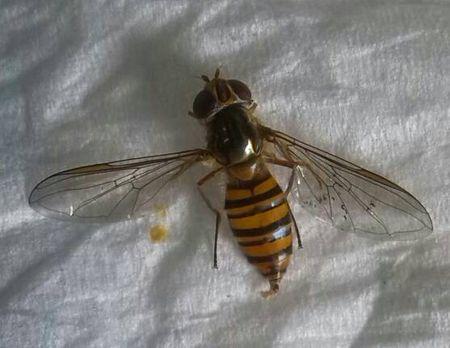 看了蜜蜂和苍蝇之后