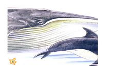 寻找美人鱼读后感