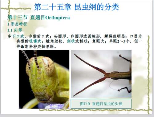 看完绿色蚱hopper