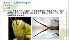 绿色蝈蝈的读后感