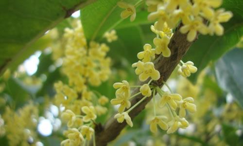 600个单词，描述桂花