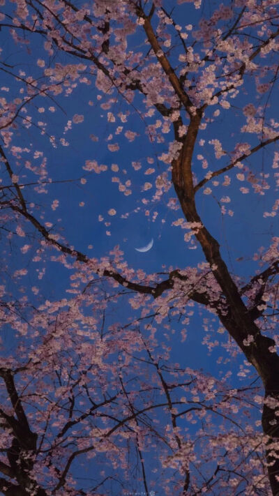 经典语录:愿您一生有可居住的可靠山岳和树木