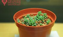 没有人生规划的女孩最终会走向平庸