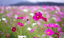 美丽的春天400字