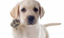 叼着肉的狗读后感