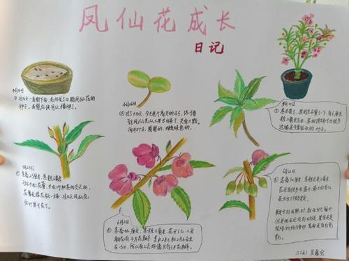凤仙花观察日记