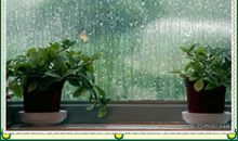 小学生作文秋雨