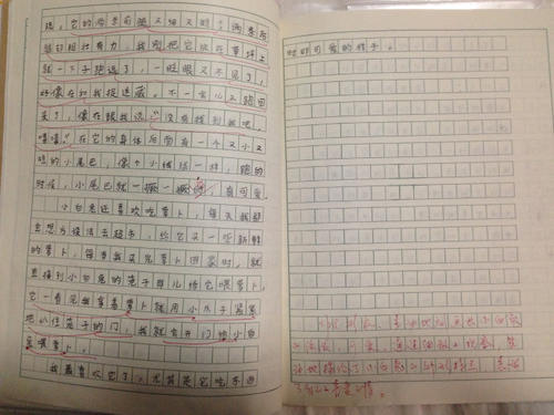 观察小白兔的成分