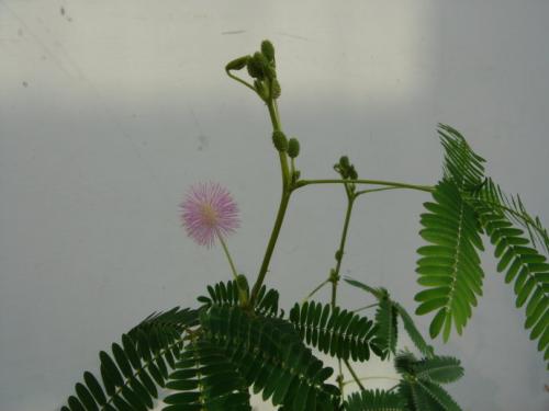 含羞草的观察日记