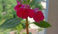 凤仙花的观察日记