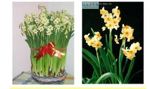 那盆水仙花读后感