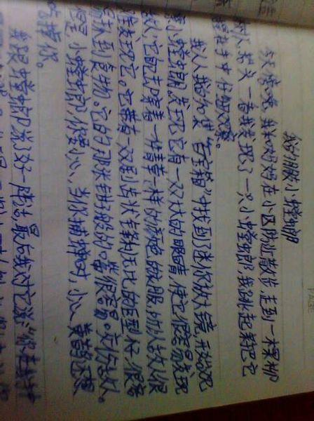 观察蚂蚁组成500字