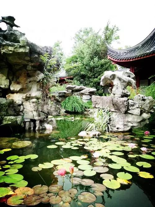 看完睡莲的声音