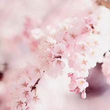 在他来之前,我不怕寂寞,我宁可奇怪也不愿虐待