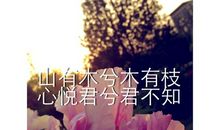 林有木兮木有枝，心悦君兮君不知