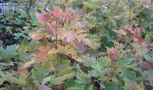 《槭树下的家》读后感