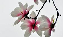 关于玉兰花的作文