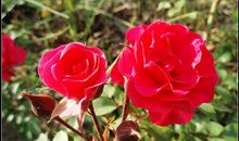 观察日记月季花