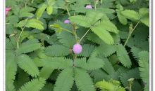 观察日记含羞草