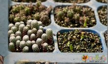 观察日记仙人球