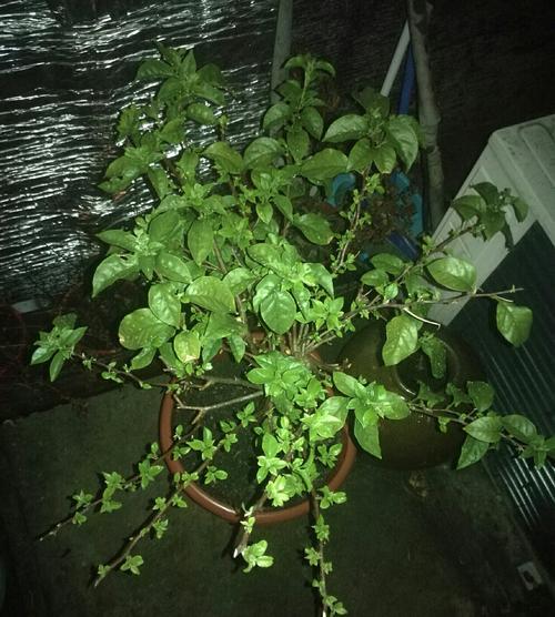 九重葛观察日记