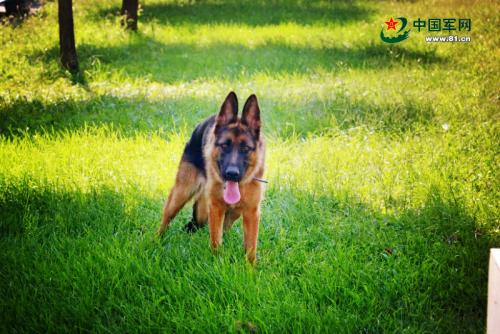 父亲的爱是千里眼