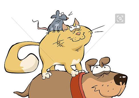 看完狗，猫和老鼠