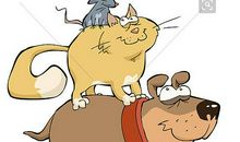 狗猫鼠的读后感