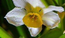 水仙花的作文200字