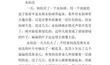 我喜欢水仙花作文