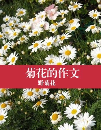 菊花组成