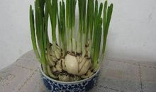 写水仙花的作文