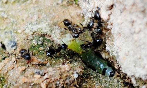 观察蚂蚁的构图500字