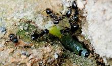 观察蚂蚁的作文500字