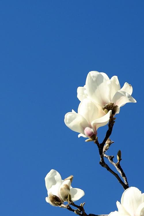 偿还恩典的故事:木兰偿还恩典